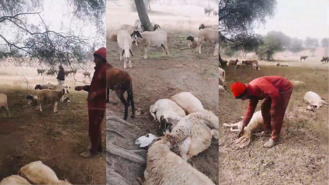 Rastra Prerna Sthal sheep