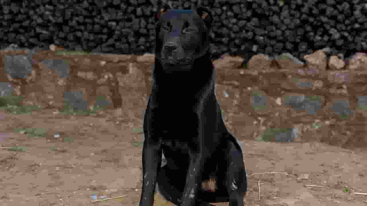 Haofa Dog: संस्कृति से सुरक्षा तक, इस शिकारी कुत्ते की खासियत क्या है? Image of Haofa breed