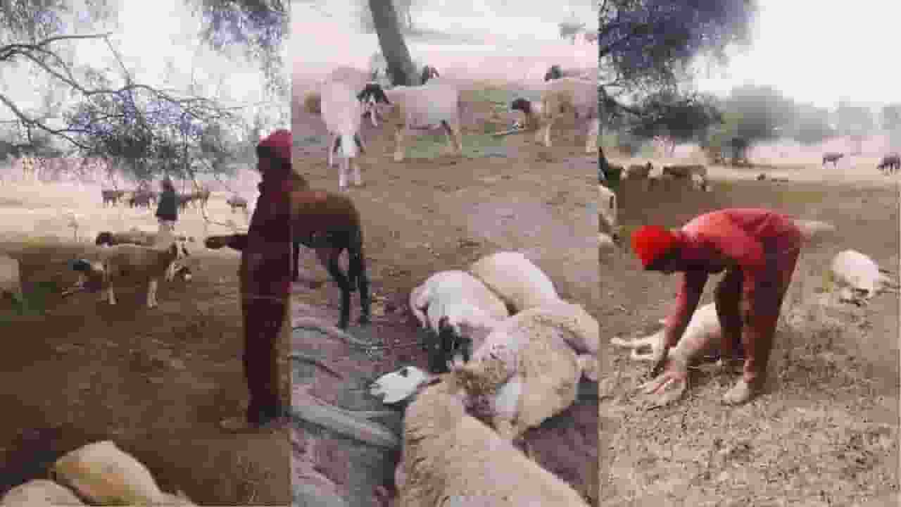 Rastra Prerna Sthal sheep